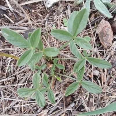 Cullen microcephalum (Dusky Scurf-pea) at Jerrabomberra, ACT - 14 Mar 2016 by Mike