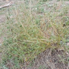Cullen microcephalum at Jerrabomberra, ACT - 15 Mar 2016 10:50 AM