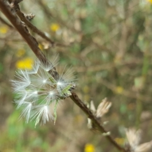 Chondrilla juncea at Garran, ACT - 15 Mar 2016