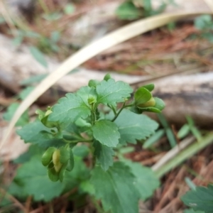 Veronica calycina at Isaacs, ACT - 15 Mar 2016