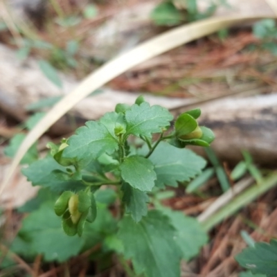 Veronica calycina (Hairy Speedwell) at Isaacs, ACT - 15 Mar 2016 by Mike