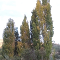 Populus nigra (Lombardy Poplar) at Point Hut to Tharwa - 5 Apr 2015 by MichaelBedingfield