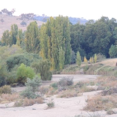 Populus nigra (Lombardy Poplar) at Point Hut to Tharwa - 5 Apr 2015 by michaelb