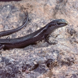 Pseudemoia entrecasteauxii at Rendezvous Creek, ACT - 11 Feb 1978 12:00 AM