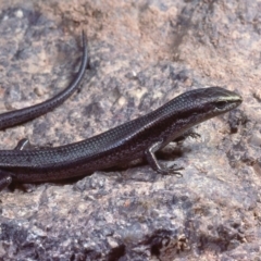 Pseudemoia entrecasteauxii at Rendezvous Creek, ACT - 11 Feb 1978 12:00 AM