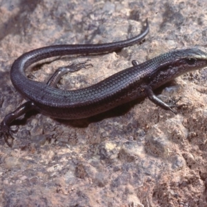 Pseudemoia entrecasteauxii at Rendezvous Creek, ACT - 11 Feb 1978 12:00 AM