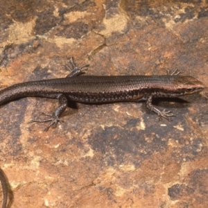 Pseudemoia entrecasteauxii at Uriarra, NSW - 6 Jan 1977