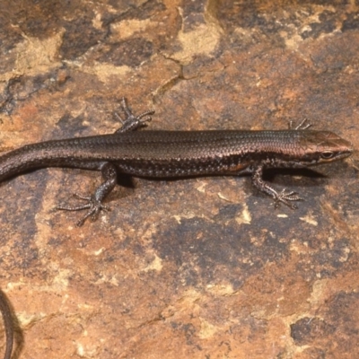 Pseudemoia entrecasteauxii (Woodland Tussock-skink) at Uriarra, NSW - 6 Jan 1977 by wombey