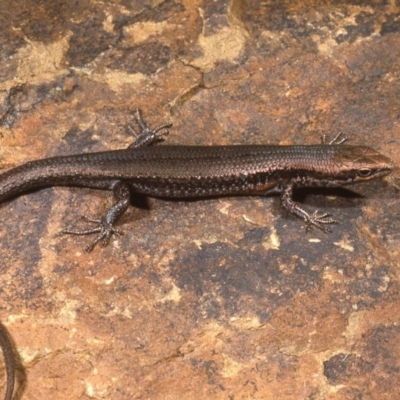 Pseudemoia entrecasteauxii (Woodland Tussock-skink) at Uriarra, NSW - 5 Jan 1977 by wombey