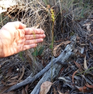 Corunastylis clivicola at Aranda, ACT - 7 Mar 2016