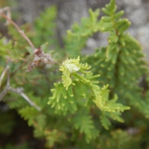 Cheilanthes distans at Kambah, ACT - 16 Mar 2016