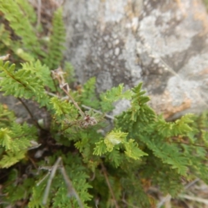 Cheilanthes distans at Kambah, ACT - 16 Mar 2016