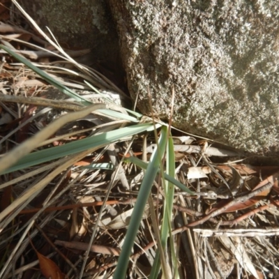 Dianella sp. aff. longifolia (Benambra) (Pale Flax Lily, Blue Flax Lily) at Greenway, ACT - 16 Mar 2016 by MichaelMulvaney