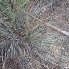 Dianella sp. aff. longifolia (Benambra) at Monash, ACT - 16 Mar 2016