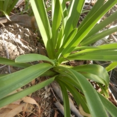 Agapanthus praecox subsp. orientalis (Agapanthus) at Monash, ACT - 16 Mar 2016 by MichaelMulvaney