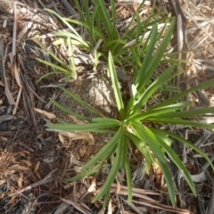 Agapanthus praecox subsp. orientalis at Monash, ACT - 16 Mar 2016