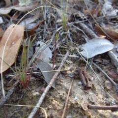 Corunastylis clivicola (Rufous midge orchid) at Aranda, ACT - 8 Feb 2016 by CathB