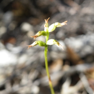 Corunastylis clivicola (Rufous midge orchid) at Point 60 - 15 Mar 2016 by Ryl