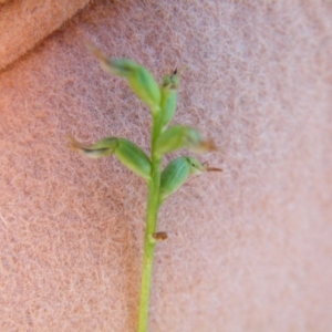 Corunastylis clivicola at Point 60 - suppressed