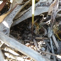 Corunastylis clivicola at Point 60 - suppressed