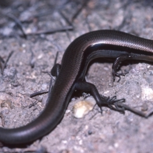 Acritoscincus platynotus at Paddys River, ACT - 22 May 1982