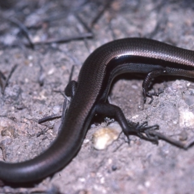 Acritoscincus platynotus (Red-throated Skink) at Paddys River, ACT - 21 May 1982 by wombey