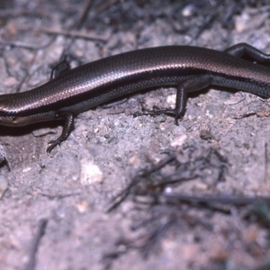 Acritoscincus platynotus at Paddys River, ACT - 22 May 1982