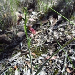 Calochilus platychilus (Purple Beard Orchid) at Point 3852 - 16 Oct 2014 by CathB
