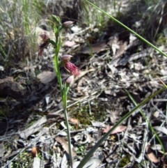 Calochilus platychilus (Purple Beard Orchid) at Aranda Bushland - 15 Oct 2014 by CathB