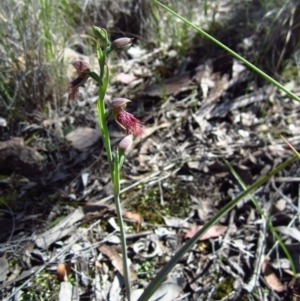 Calochilus platychilus at Point 3852 - suppressed