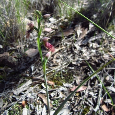 Calochilus platychilus (Purple Beard Orchid) at Aranda Bushland - 15 Oct 2014 by CathB