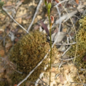 Speculantha rubescens at Point 5816 - suppressed