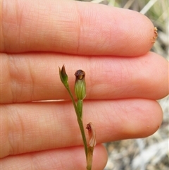 Speculantha rubescens at Point 5816 - suppressed