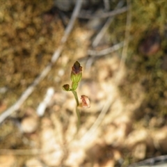 Speculantha rubescens at Point 5816 - suppressed