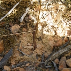 Speculantha rubescens at Point 5816 - suppressed