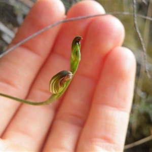 Speculantha rubescens at Point 5816 - suppressed