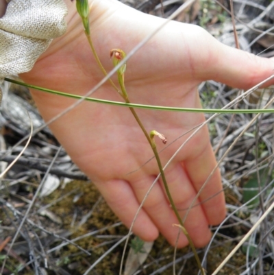 Speculantha rubescens (Blushing Tiny Greenhood) at Point 60 - 16 Mar 2016 by Ryl