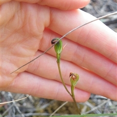 Speculantha rubescens at Point 5816 - suppressed