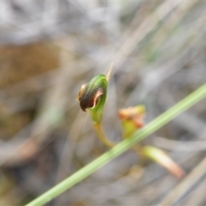 Speculantha rubescens at Point 5816 - suppressed