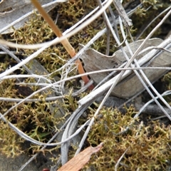 Speculantha rubescens at Point 5816 - suppressed