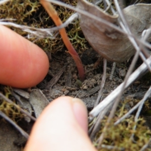 Speculantha rubescens at Point 5816 - suppressed