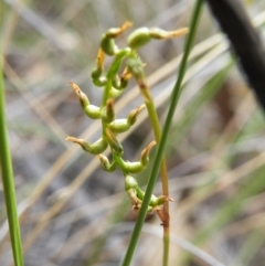 Corunastylis sp. (A Midge Orchid) at Point 60 - 16 Mar 2016 by Ryl