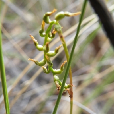 Corunastylis sp. (A Midge Orchid) at Point 60 - 16 Mar 2016 by Ryl