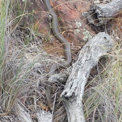 Pseudonaja textilis (Eastern Brown Snake) at Canberra Central, ACT - 17 Mar 2016 by MattM