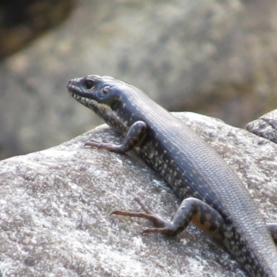 Eulamprus heatwolei (Yellow-bellied Water Skink) at Paddys River, ACT - 16 Mar 2016 by JohnBundock