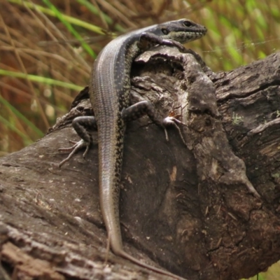 Eulamprus heatwolei (Yellow-bellied Water Skink) at Paddys River, ACT - 17 Mar 2016 by JohnBundock