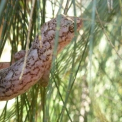 Christinus marmoratus (Southern Marbled Gecko) at Wanniassa, ACT - 30 Dec 2015 by GeoffRobertson