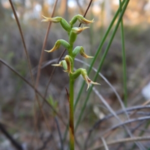 Corunastylis cornuta at Aranda, ACT - suppressed