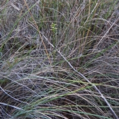 Corunastylis cornuta at Aranda, ACT - suppressed