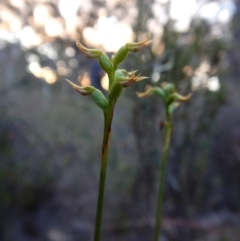 Corunastylis cornuta at Aranda, ACT - suppressed